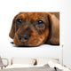 close-up Dachshund puppy Wall Decal