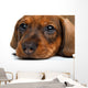 close-up Dachshund puppy Wall Decal