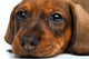 close-up Dachshund puppy Wall Decal