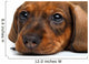 close-up Dachshund puppy Wall Decal