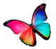 rainbow butterfly Wall Decal