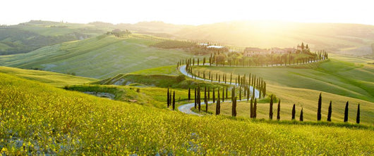 Sunny fields in Tuscany, Italy Wall Decal