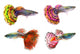 Beautiful Guppy Fish Wall Decal