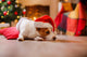 Christmas Jack Russell Terrier in a Santa Hat Wall Decal