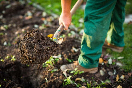 Gardening - man digging the garden soil with a spud Wall Decal