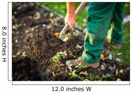 Gardening - man digging the garden soil with a spud Wall Decal