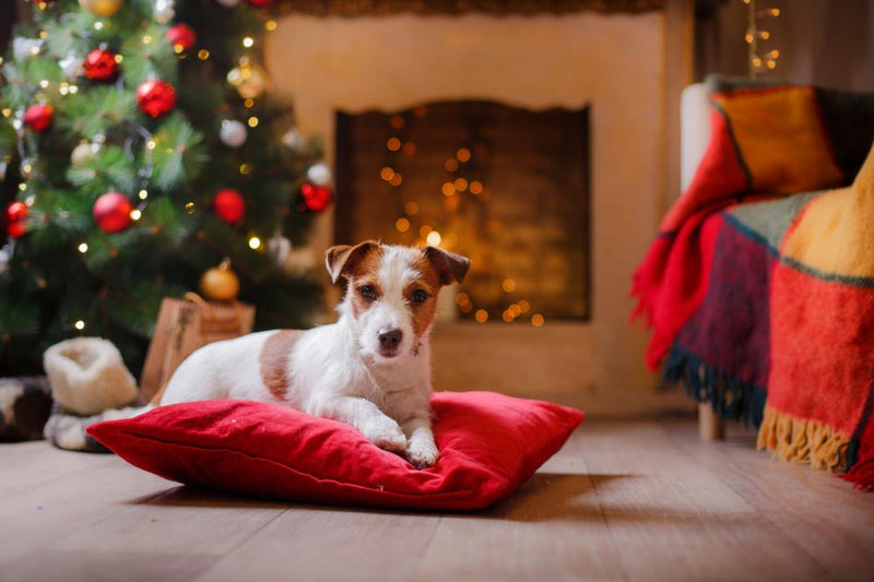 Tesori Di Caroline Bandiera Da Giardino Jack Russell Terrier Con Fiocchi Di Neve | 27,9x38,1 Cm Double Face