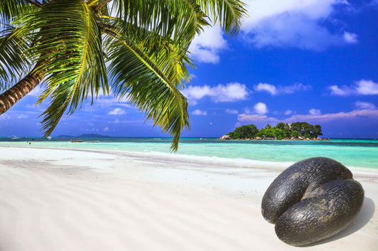 Unique Seychelles White Beach Wall Decal