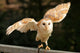 Barn Owl 2 Wall Decal