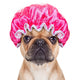 shower dog Wall Decal