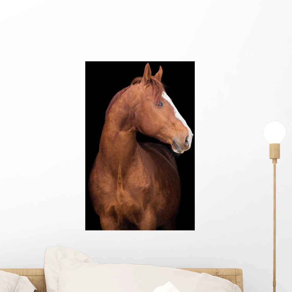 Chestnut Horse Head Black Wall Decal - WallMonkeys.com – Wallmonkeys