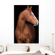 Chestnut Horse Head Black Wall Decal