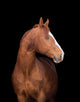 Chestnut Horse Head Black
