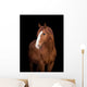 Chestnut horse head on black, close up. Wall Decal