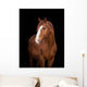Chestnut horse head on black, close up. Wall Decal