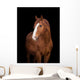 Chestnut horse head on black, close up. Wall Decal
