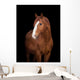 Chestnut horse head on black, close up. Wall Decal