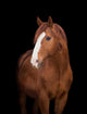Chestnut horse head on black, close up. Wall Decal