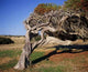 Bend Wall Decal