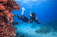 Diver Red Sea Egypt Wall Decal