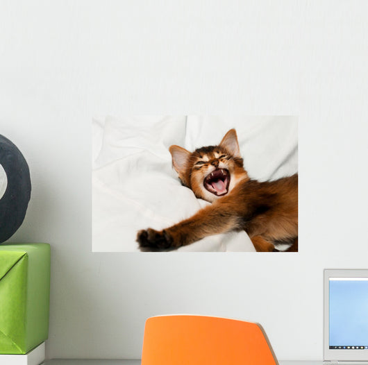 Yawning kitten portrait Wall Decal