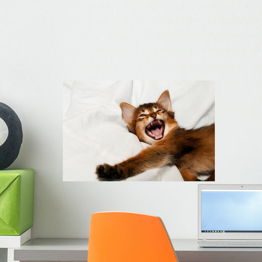 Yawning kitten portrait Wall Decal