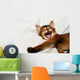 Yawning kitten portrait Wall Decal