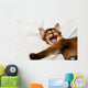 Yawning kitten portrait Wall Decal