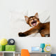Yawning kitten portrait Wall Decal