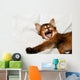 Yawning kitten portrait Wall Decal