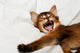 Yawning kitten portrait Wall Decal