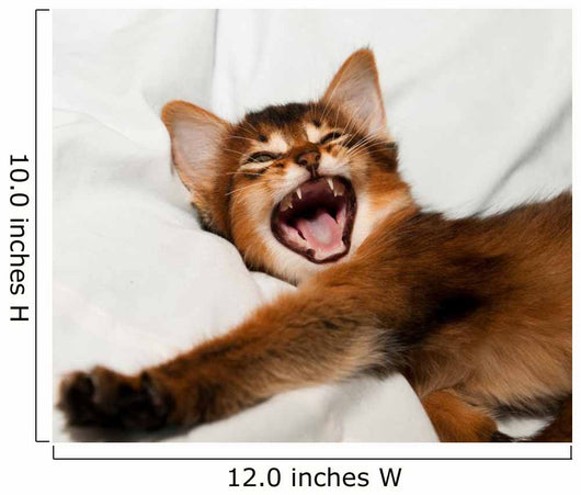 Yawning kitten portrait Wall Decal
