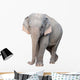 asia elephant Wall Decal