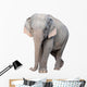 asia elephant Wall Decal
