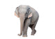 asia elephant Wall Decal