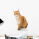 Beautiful Orange Cat Wall Decal
