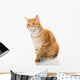 Beautiful Orange Cat Wall Decal