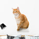 Beautiful Orange Cat Wall Decal