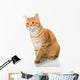 Beautiful Orange Cat Wall Decal