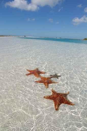 Sea Star Paradise Beach Wall Decal