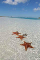 Sea Star Paradise Beach Wall Decal