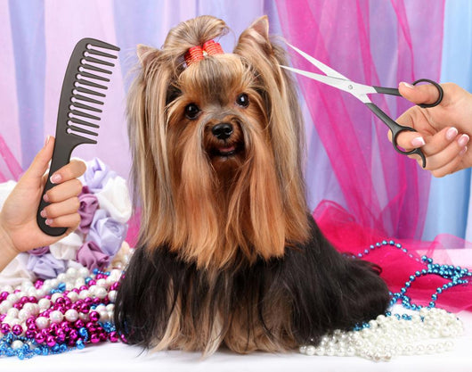 Yorkshire terrier grooming at the salon for dogs Wall Decal