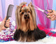 Yorkshire terrier grooming at the salon for dogs Wall Decal