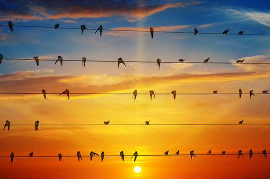 birds on a background of sunrise Wall Decal