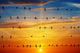 birds on a background of sunrise Wall Decal