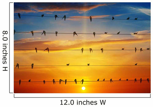 birds on a background of sunrise Wall Decal