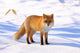 Red Fox in Snow Wall Decal