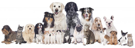 Grosse Hunde Und Katzengruppe