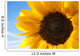 Sunflower Wall Decal