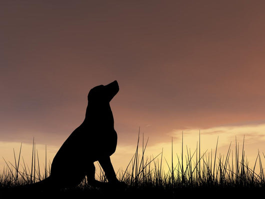 Dog silhouette in grass at sunset Wall Decal